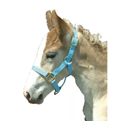 INTREPID INTERNATIONAL Light Blue Foal Halter (085000FB)